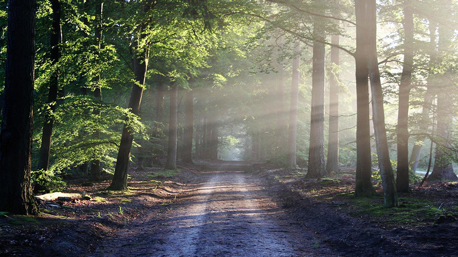 Information - Waldbegehung mit Förster Krause